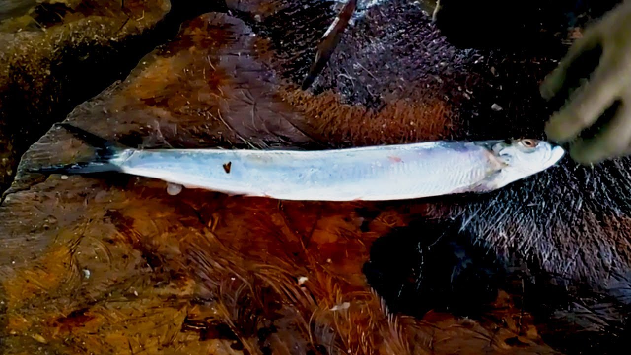 Indian Herring Fish