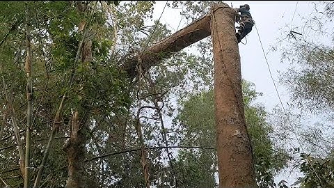 Cưa cây dầu siêu khủng . Máy Cưa G750 và máy G4200. Cưa cây kỹ thuật cao