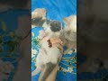 my cat 10 day, #cat