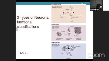Biopsychology (PSY 235) Zoom Link 2/5/21