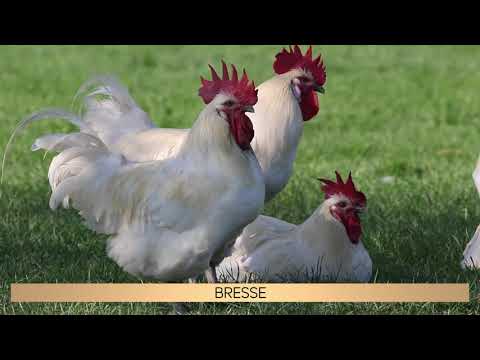 Video: Bresse, Franca dhe pula më e mirë në botë