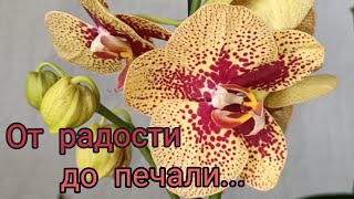 Видео Новая орхидея: бывает и такое-разочарование????????... (автор: # ALENKIJ)
