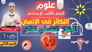 التكاثر في الانسان (الجزء الأول) الجهاز التناسلي في الذكر للصف الثاني الإعدادي ٢٠٢٢ (ترم ثاني)