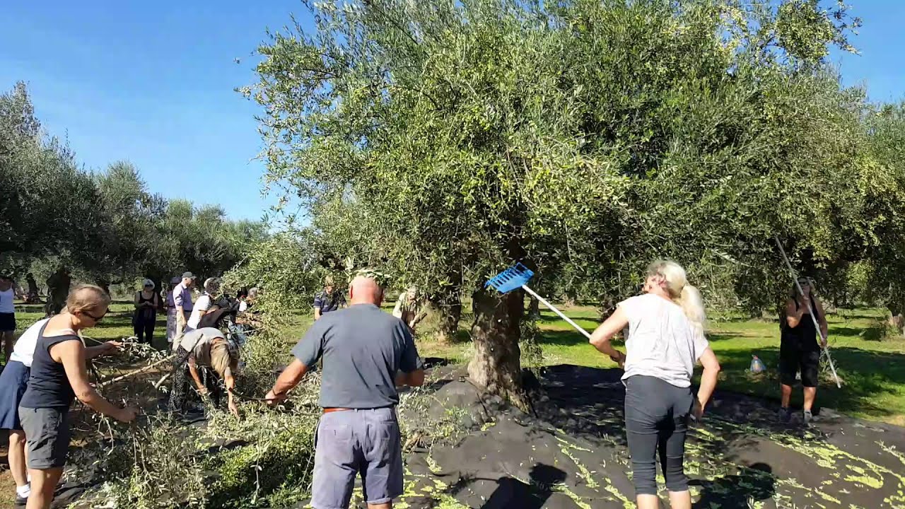 MessiniaPeloponnese Greece Olive picking by Danish tourists by