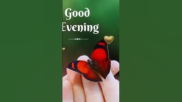 Thumbnail of Good evening status video #shortvideo #goodevening
