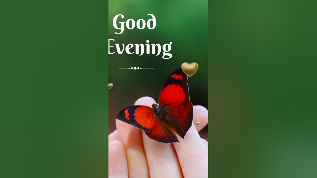 Good evening status video #shortvideo #goodevening