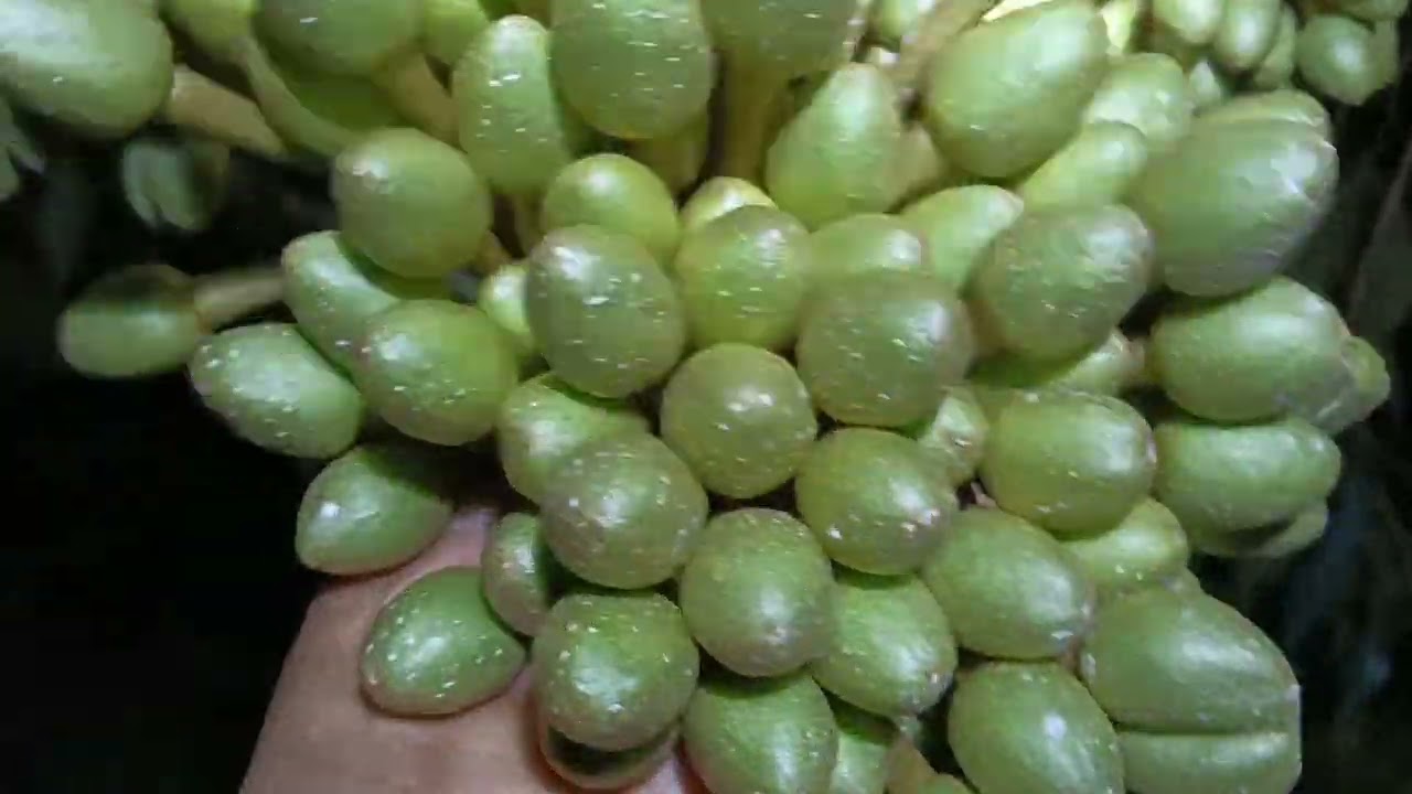 thăm vườn sầu riêng 200 gốc làm trái năm đầu, chủ vườn để bông quá nhiều