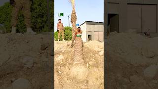 I Lifted a Huge Date Palm Tree 😱🌴 #shorts #comedy #commandochallenge #funny #challengeshorts #short