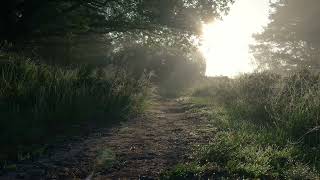 Harmony of nature sounds: sounds of forest, water and sea for meditation and relaxation