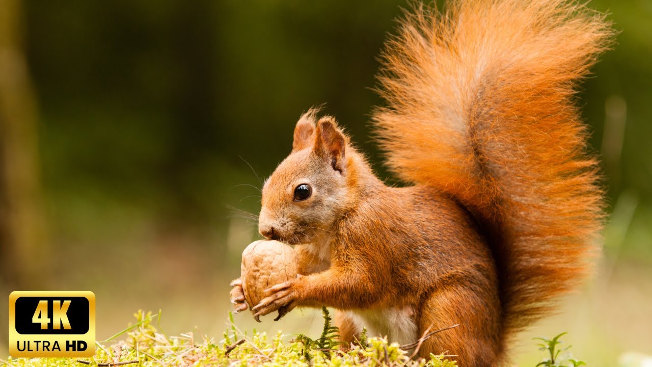 PASSEGGIATA D 'AUTUNNO NEL BOSCO