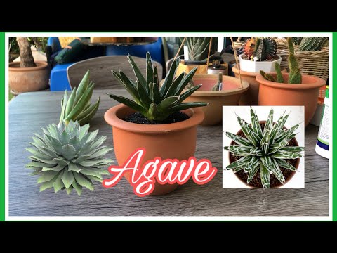 มาปลูกและทำความรู้จัก Agave กันคะ #madamcactus #มือใหม่หัดเลี้ยงแคคตัส #agave