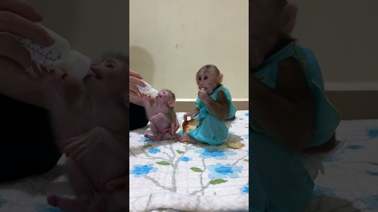 ChiChi Sit Care Newborn Baby Max When Mom Busy