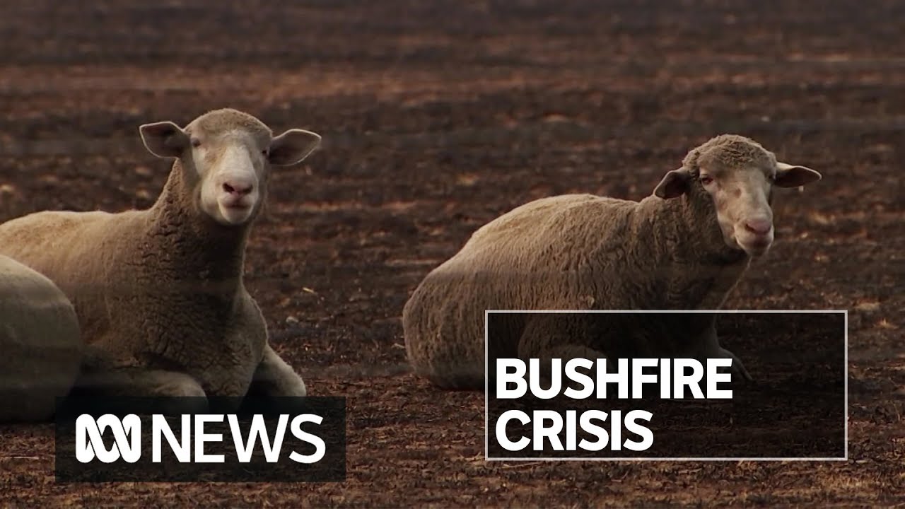 Fire-affected farmers face agonizing decisions about the future of their businesses | ABC News