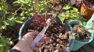 2023 Spring Garden Tour - Grape Vines, Japanese Maples and Berries by Nick Adams 180 views 1 year ago 20 minutes