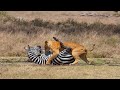 Lion Attack Zebra In The Wild
