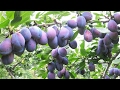 Buah Buahan Segar Di Plosok Desa Buah Buahan Segar Di Plosok Desa