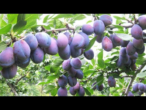  Buah buahan segar  di plosok desa YouTube