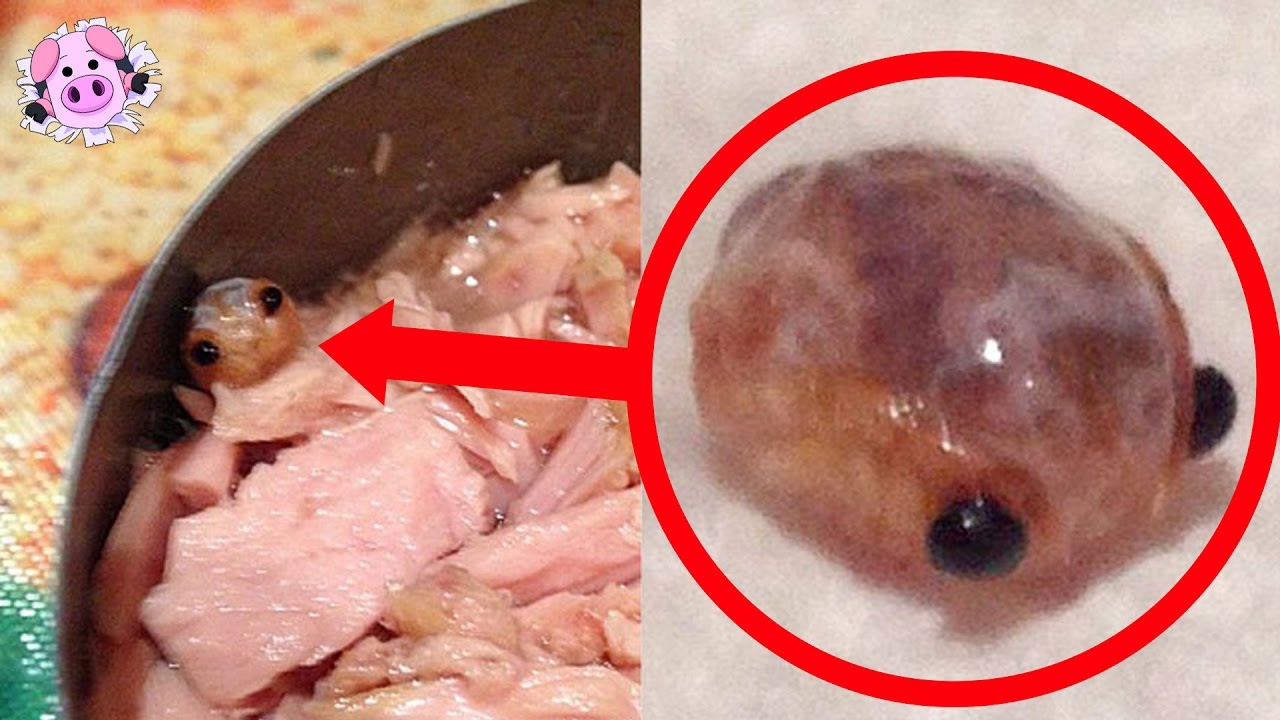 Download 10 Most Disgusting Things Found In Food