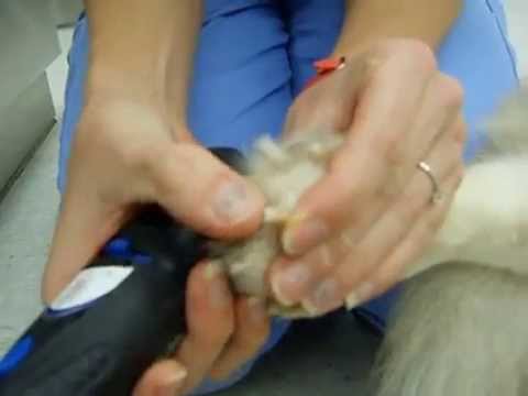 How to: Trimming your Dog's Nails using a Dremel - YouTube