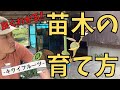 良くわかる！キウイの苗木の育て方　-畑に植えるまで-【ファームハウスみどり】