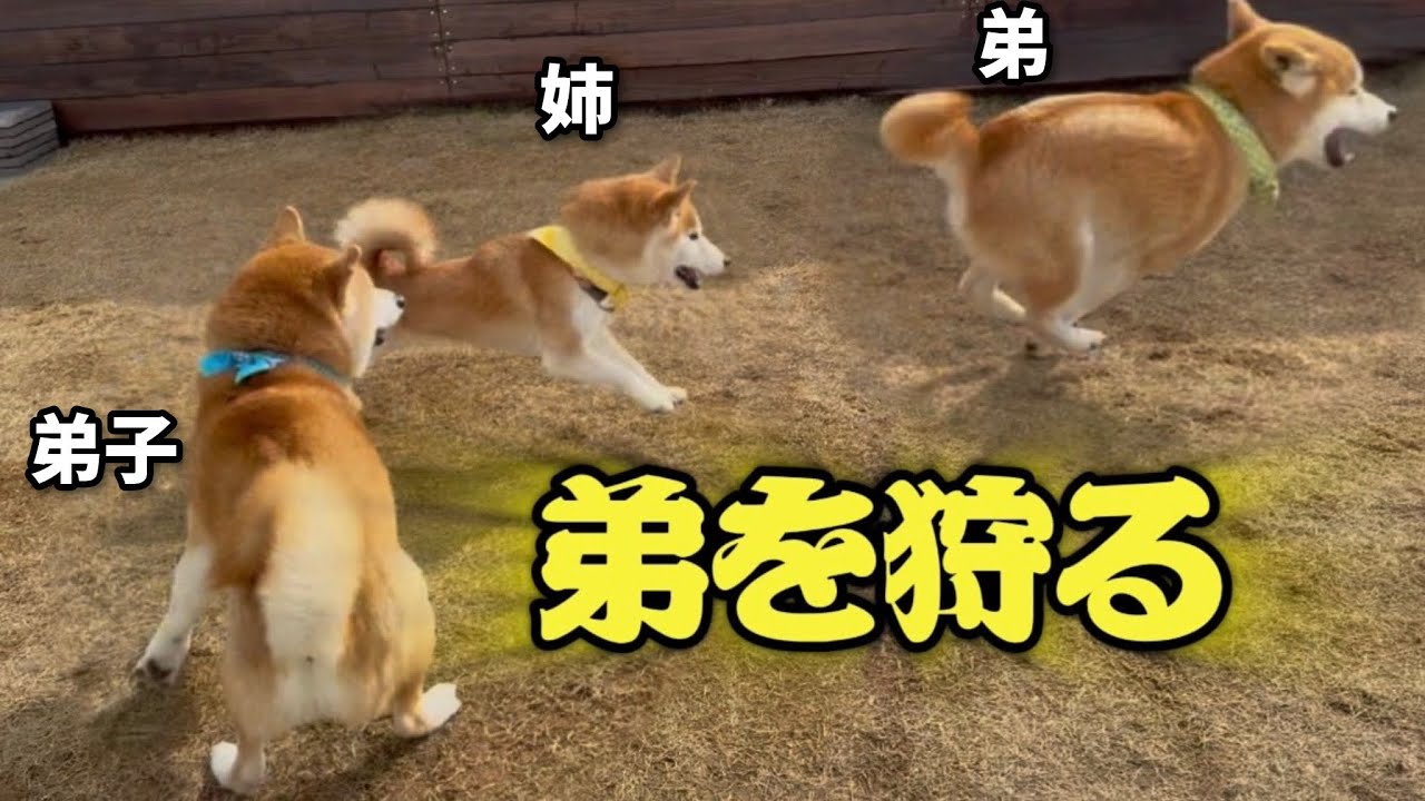 【獲物見っけ】柴犬の本能が呼び起こされて姉が弟を狩りっています