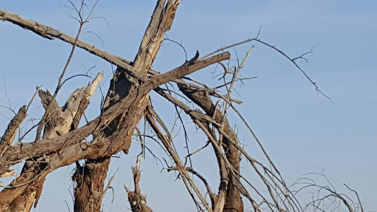 Branson Legacy Sabbath School's Zoom Meeting