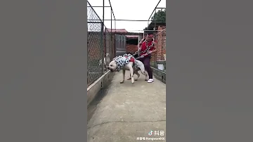 Le Chien Le Plus Fort Du Monde 