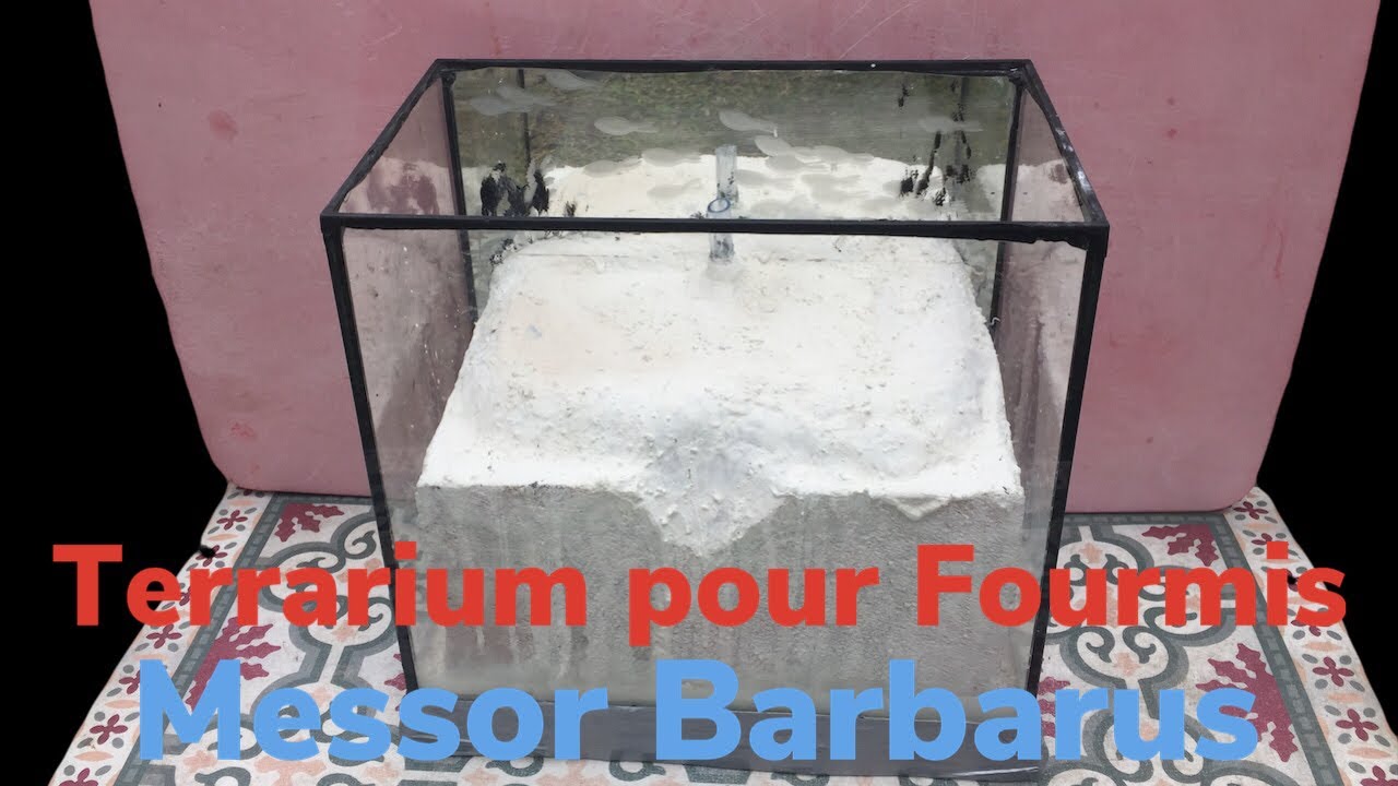 Fabrication d'un Terrarium pour mes Fourmis ( Messor Barbarus ) Partie 1