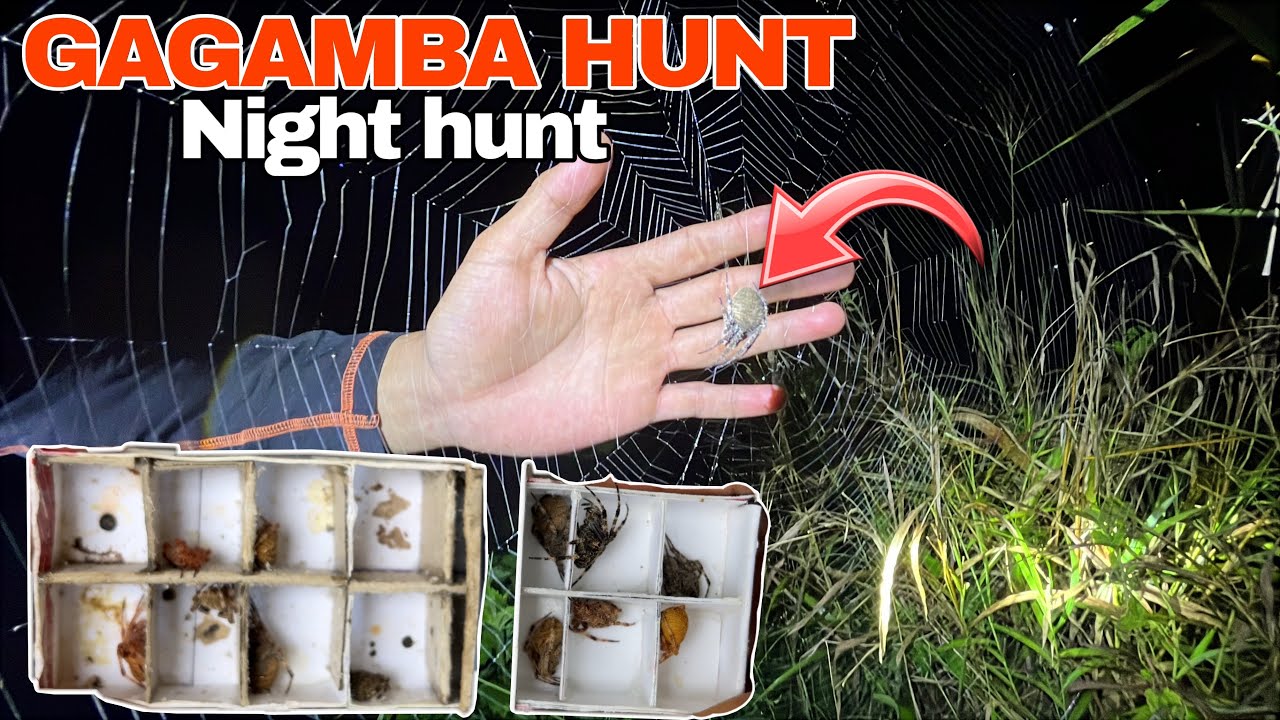 NIGHT HUNTING GAGAMBA | spider hunt
