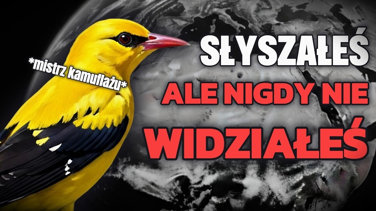 najbardziej nieuchwytny ptak Polski WŁAŚNIE przyleciał - WILGA ZWYCZAJNA