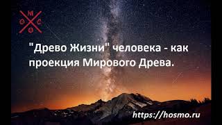 &quot;Древо Жизни&quot; человека - как проекция Мирового Древа.