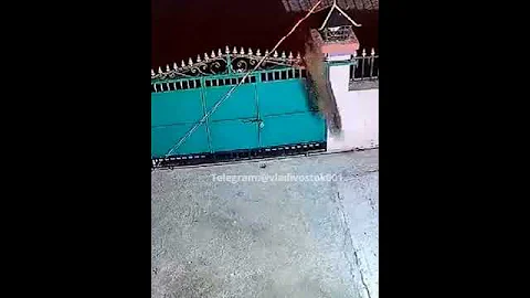 Дальневосточный леопард украл собаку со двора дома в Спасском районе Приморья (с. Татьяновка)
