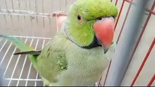 Ringneck Talking Parrot