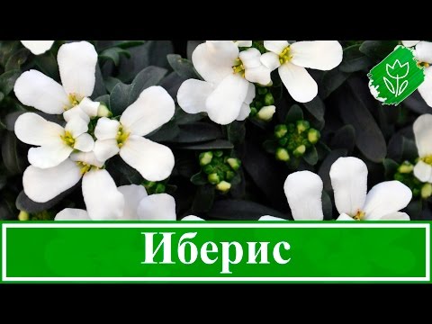 Цветок иберис – посадка и уход; выращивание ибериса из семян в открытом грунте
