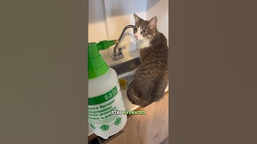The Weird Way I Got My Cat To Drink More Water #felinefun