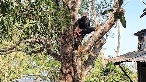 Cưa  cây  xoài  siêu  to  gần  nhà .Saw  mango tree, Cưa cây  kỷ thuật cao