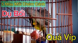 Tiếng Chim Hút Mật 5 Màu Mồi Chuẩn Dùng Để Bẫy Loa Dụ Bổi Về Nhanh