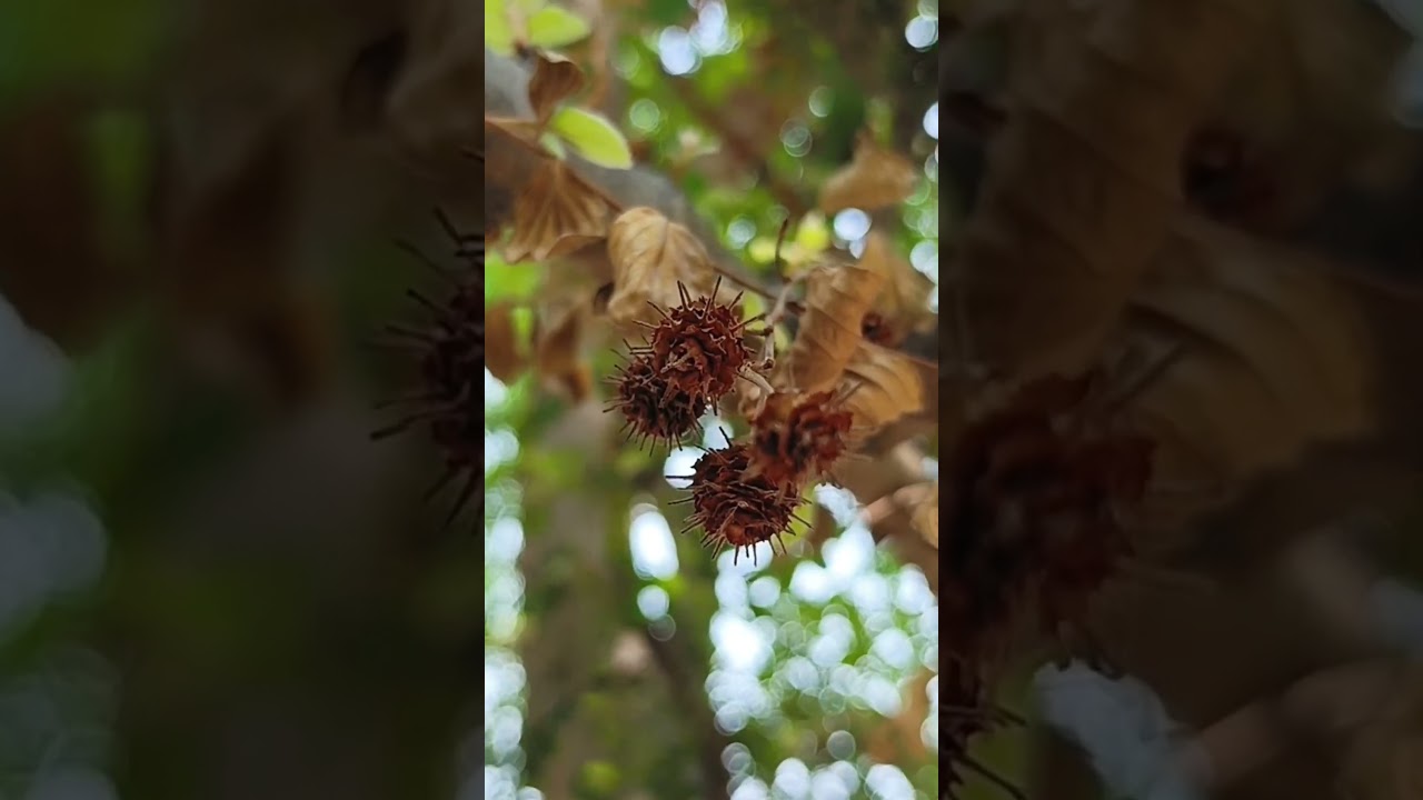 Anogeissus latifolia (Combretaceae family)