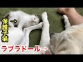 徐々に猫らしさが出てきた保護子猫とラブラドールレトリバーの日常