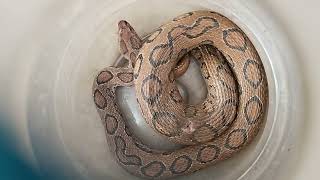 Russells Viper