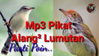 Suara Pikat Burung Alang Alang Lumutan,Pikat Prenjak Anti Zonk