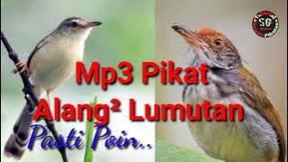 Suara Pikat Burung Alang Alang Lumutan,Pikat Prenjak Anti Zonk