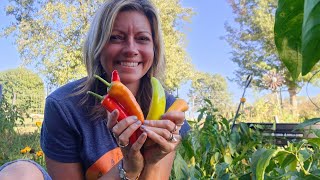 Greenhouse Season Extension And Picking Peppers