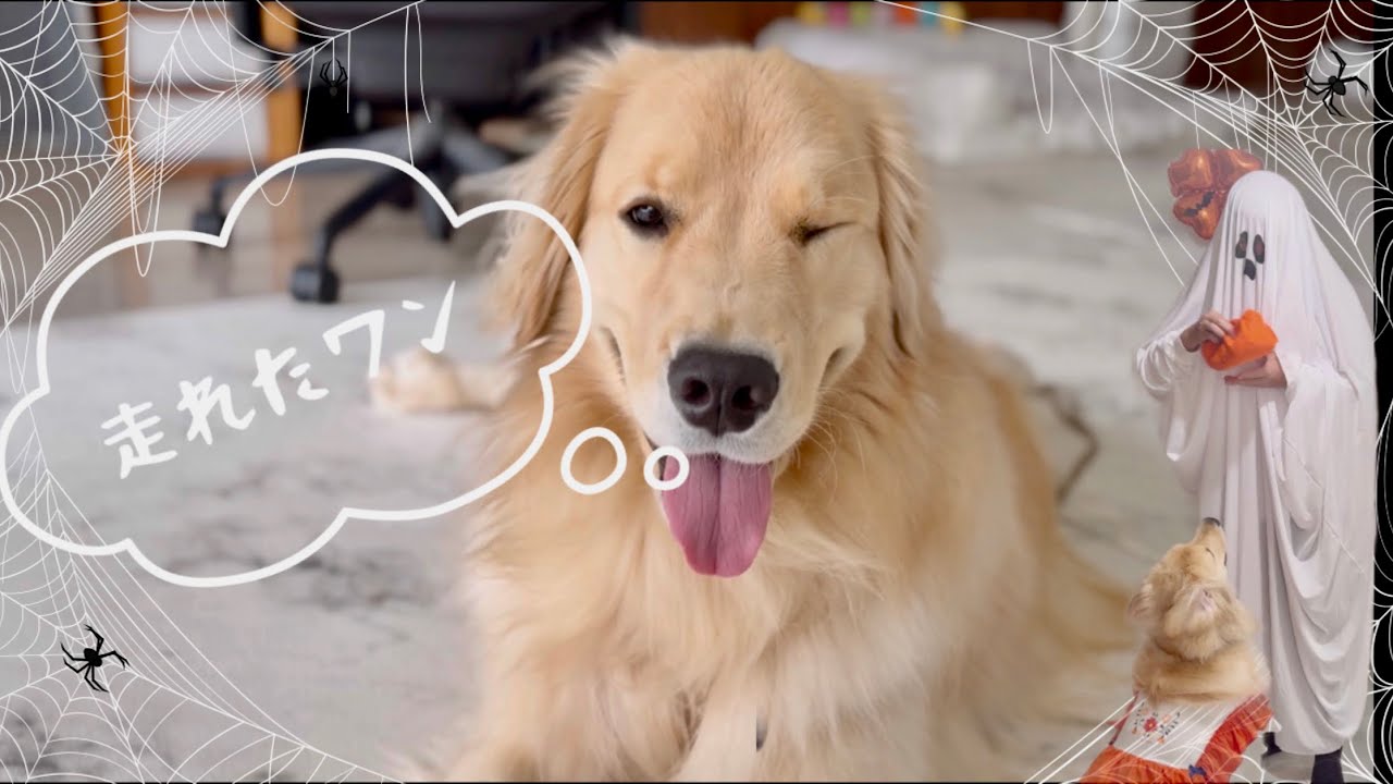 【犬太郎　】lemon＆ginger　myomyomyooon Lemon & Ginger