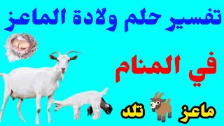 تفسير حلم ولادة الماعز في المنام|| للرجل والفتاة العزباء وللمتزوجه وللشاب الاعزب @user-cf7vq6bz8w