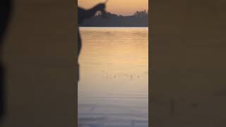 Morning dream shots at tailing redfish. #fishing #flyfishing #tailingredfish #tampabay