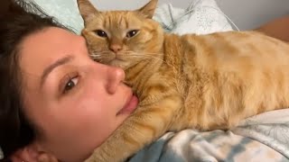 Sweetie Cats Showing Love To Their Owner By Respectful And Cute Actions