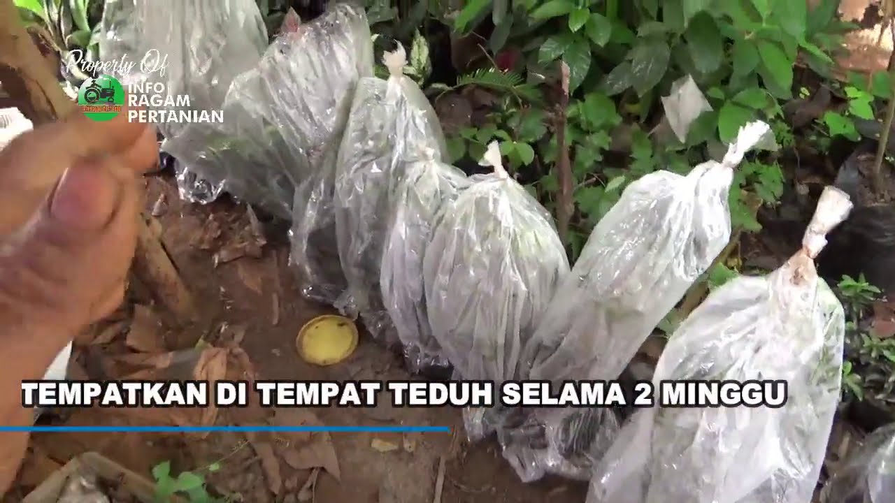 TIPS Penanganan Bibit Jeruk & Kelengkeng Hasil Belanja Online Agar Tidak Mati saat Tiba