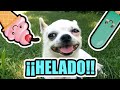 Perrito Chihuahua comiendo helado ¡haz helados para perros! | PetDarling