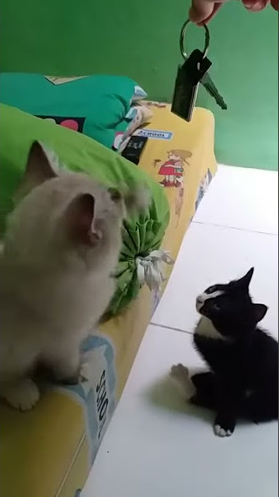 Siro sama uki lagi main guys wkwk